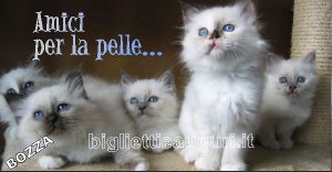 biglietti con gatti, un bel gruppo di gattini