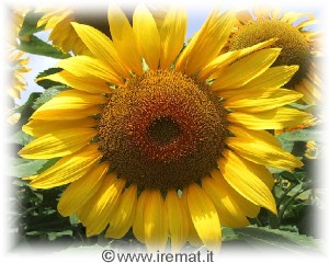 Immagine di girasole